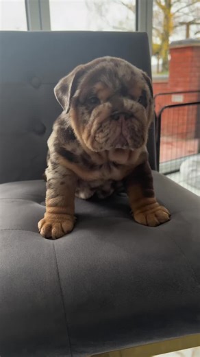 Would you believe me if I said he was only 5 weeks old 👀 . . #englishbulldog #bulldog #bulldoglovers #puppylove