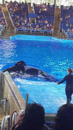 the sound of the Orca or know as killer whale. #orcaencounter #seaworldsanantonio #summer2025