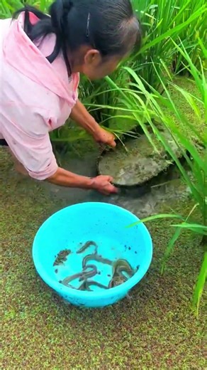 Village woman shows real fishing skills 🐟🤯 #Fishing #TraditionalFishing #PrimitiveFishing