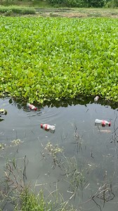 Amazing Unique Fishing Technique | Fishing & Village Tradition