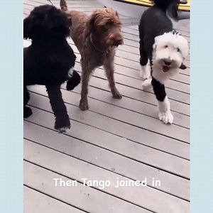 Playtime and Frantic Babbling With Teenage Bunny 🐾❤ 🤣 | Whataboutbunny