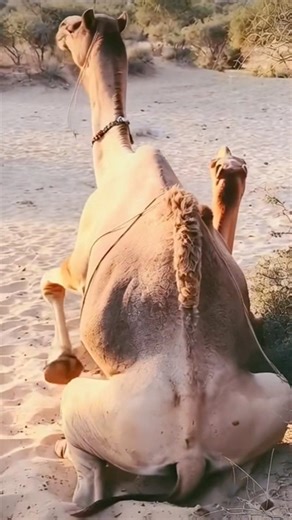 Desert Love Story | Beautiful Life of Camels