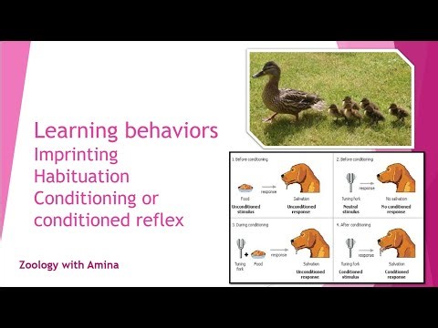 Learning behaviors | Imprinting, habituation and conditioning reflex type 1