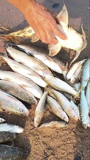 Fish||Fishing by gill net||#castnetmaking #cooking #fishing
