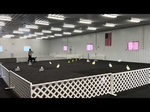 AKC Virtual Rally Advanced Course 2