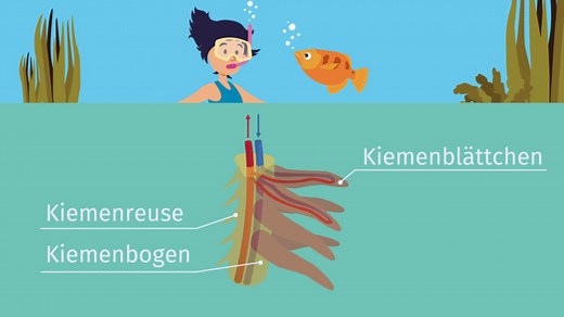 Atmung bei Fischen: Kiemen – Bau und Funktion | sofatutor.com