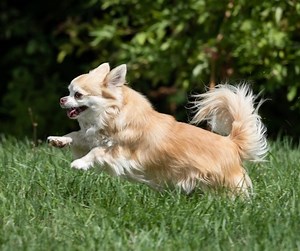How Much Should A Long Haired Chihuahua Weigh? Find Out! - The Chihuahua Guide