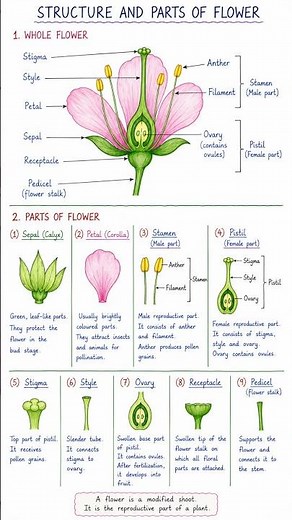 Structure & Parts of a Flower |#Science #biology #education #ncert #school #stateboard