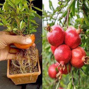 340K views · 10K reactions | Pomegranate with Pomegranate : How to grow Pomegranate trees from pomegranate using glass of water | Rana Craft | Facebook