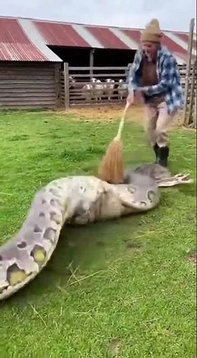 Giant Python Swallows a Sheep… Then This Happens 😱🐍