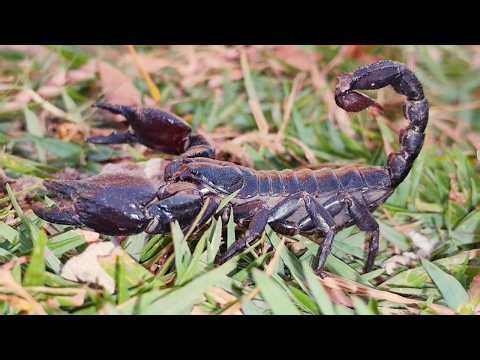 Majestic Giant Forest Scorpion in the Wild