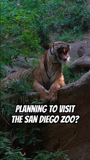Planning the San Diego Zoo? Watch This First