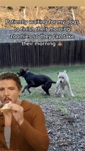 They always do this when I’m running late 😂 #dogreelsofinstagram #doglover #doglife | Tank the Brown Lab