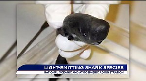 Scientists discovered a new species of tiny sharks that glow in the dark
