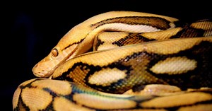 Une femme retrouvée dans le ventre d'un python de 5 mètres