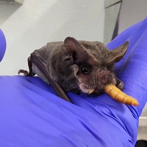 44K views · 3.9K reactions | For tonight's viewing pleasure, I...