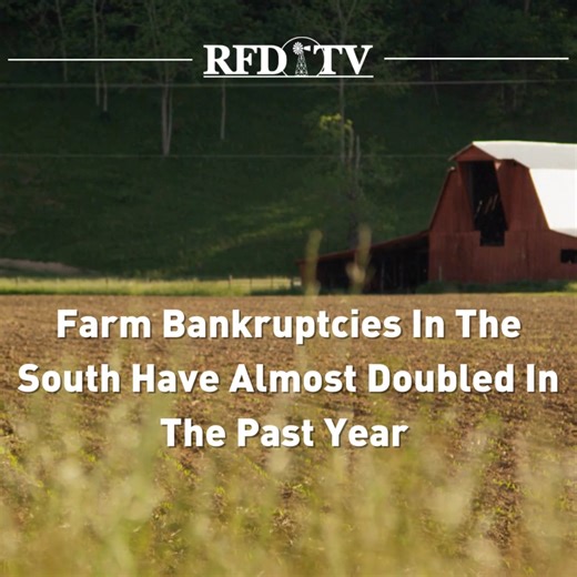 Chapter 12 bankruptcies have nearly doubled in the past year for southern farmers. University of Arkansas economists report more than 100 filings since July 2024. That is nearly double the same time a year ago. Arkansas saw the biggest jump, going from 4 to 25 cases. Analysts say high input costs, tight margins, and debt burdens are hitting smaller operations hardest. Experts urge farmers to plan carefully and take advantage of support services, including the National Agristress Helpline. #AgNew
