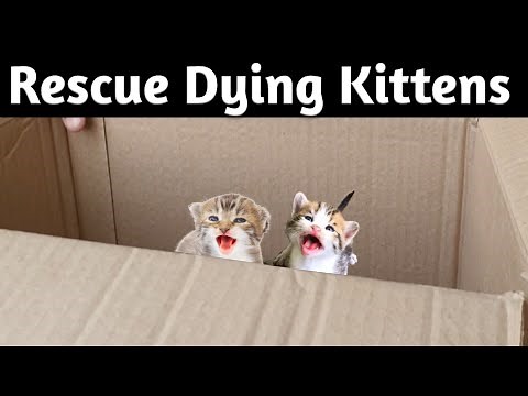 Found poor Kittens In The Box (Alone and Hungry) | Adopted and nursed by Foster Cat Whity