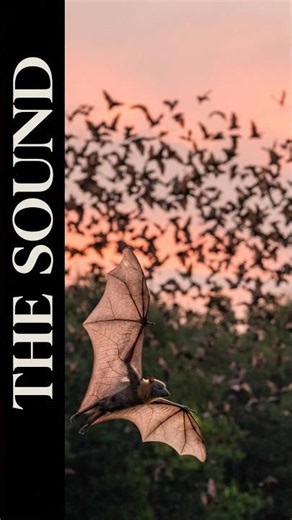 The sound of thousands of bats waking up #nature #bats #batsound