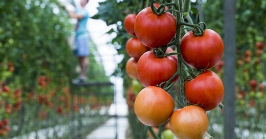 Los invernaderos de Almería no son los mayores del mundo, aquí están los más grandes