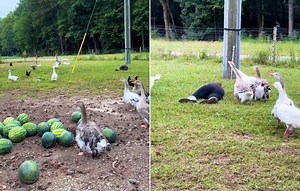 Reakcija gusaka nakon što im se gazdarica onesvijestila i stropoštala na travu apsolutni je hit