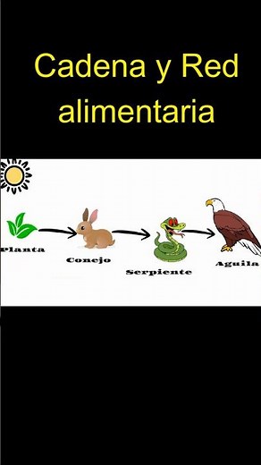 Quién se come a quién? 🌱🐇 Cadena Alimentaria en menos de 60 segundos
