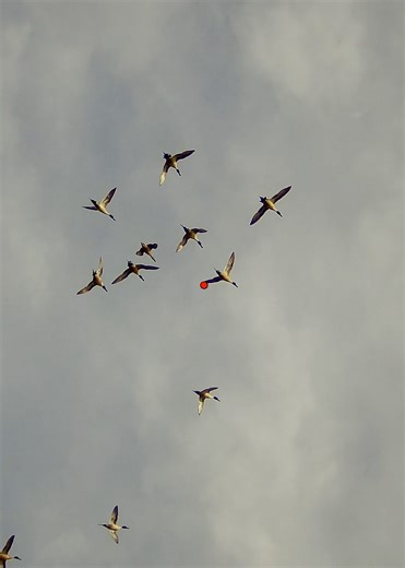 I pulled the trigger no shells , fast reload and folded two ! ;-) #duckhunting #hunting #duck