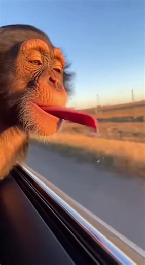 Exploring Monkey Life in the Jungle