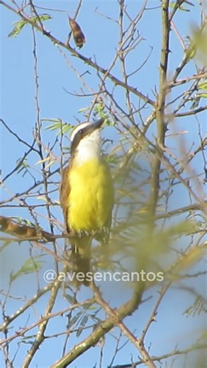 Bem-te-vi #aves #birds #fblifestyle | Aves Encantos