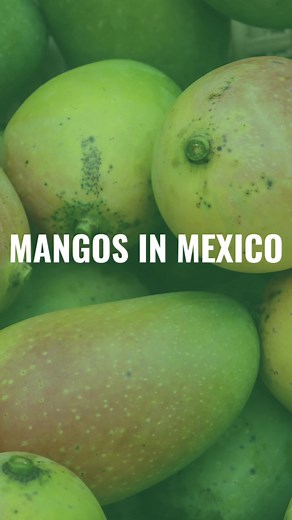 Mango Season in Mexico: Fresh and Delicious Treats