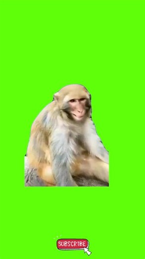 Laughing monkey green screen #videogreenscreen #greenscreenmemes #funnymemes #meme #tiktokgreenscreen