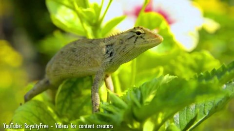 Evolution’s Artworks: The 10 Most Beautiful and Unique Lizards in Nature