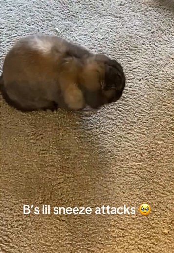 B Rabbit on TikTok