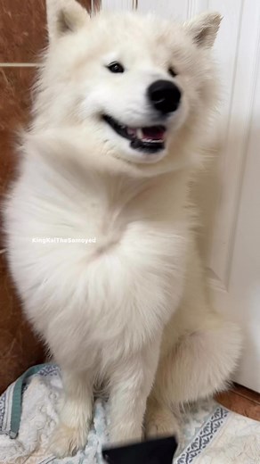8.1K views · 346 reactions | Happy boy 殺 #floofsofinstagram #samoyedofinstagram #samoyedpuppies #samoyeddog #landcloud #doglover #dog #grooming #doggrooming #dogbath #bathtime #sofreshandsoclean #CutestDogEver #cutepets | King Kai The Samoyed | Facebook