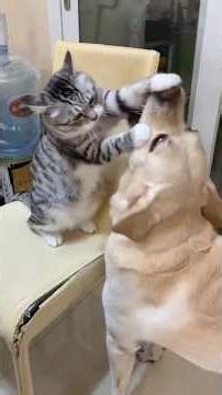 In a dog vs cat fight who will win #cat #dog #cutecat #cutedogs