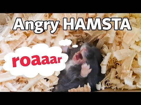 Screaming angry hamster