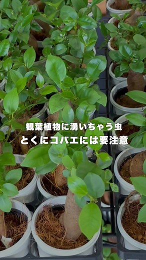 観葉植物の虫を減らす方法｜コバエ対策と土の上替え