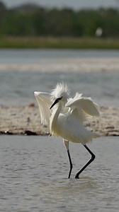 In the spotlight of the shallows, the reddish egret makes its entrance. This one in all white plumes and swagger. The beach is its stage, the fish its audience, and the sunlight a golden floodlight. With wings outstretched like velvet curtains, it glides, spins, and pirouettes across the water’s surface. Every leap is a drumbeat, every wing shadow a whispered note. It crouches low with a dramatic pause before exploding into a grand jeté that would make Broadway jealous. The egret lunges, bill sl