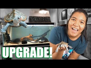 Setting Up a NEW TURTLE TANK