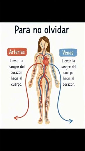 ARTERIAS, VENAS Y ALIMENTOS... El vídeo completo en los comentarios