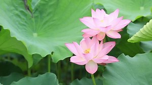 beautiful blooming lotus flower in pond
