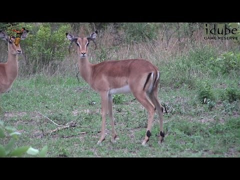 Rare Footage! | Female Impala With Horns!!!