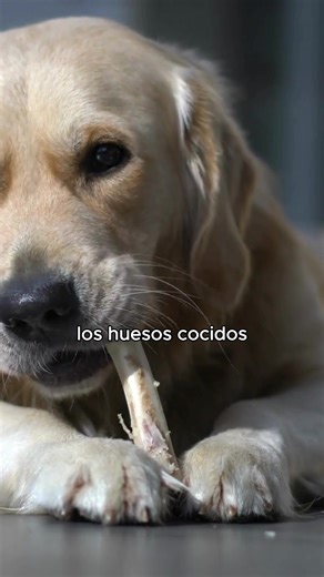 No le des cualquier hueso a tu perrito… dale Barf. 🥩🐶 Natural, fresco y balanceado, lo que realmente necesita para estar sano y feliz 🐶: Snarf, Comida Natural, Perros Felices.