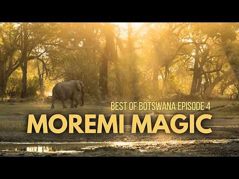 Moremi Magic in the Okavango Delta! (Best of Botswana Ep.4)