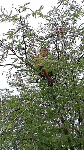 19K views · 674 reactions | Hangol mag sambag | MLex official | Facebook