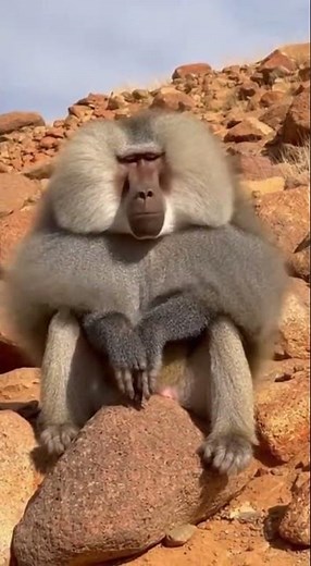 Epic Baboon Sound in the Wild 🐒🌪️