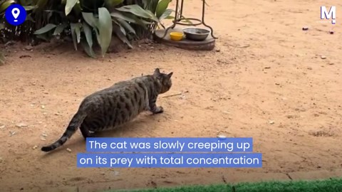 Mission failed! A dog ruins a cat's stealthy hunting plan