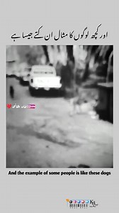 229K views · 3.2K reactions | And the example of some people is like these dogs. ۔ ۔ ۔ ۔ #viralpage #KhanBhai #Pakistan #india #dubai #saudiarabia #qatar #dog #doglover #doglife #viral #viralvideo #reels #viralreels #viralpost #viralreelsfb #video #videoviral #videoediting #videography #videooftheday #videoart #view | Khan Bhai | Facebook