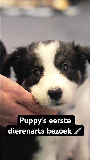 Puppy’s eerste dierenarts bezoek 🐶💉