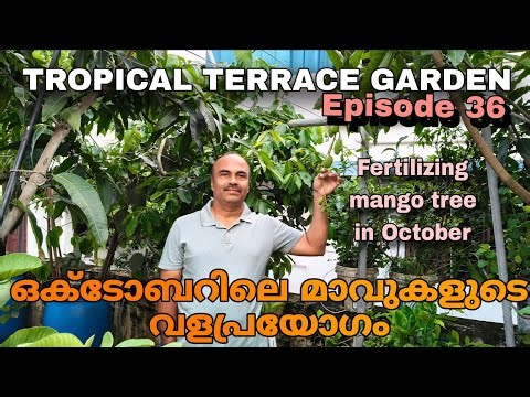 Episode 36 | ഒക്ടോബറിലെ മാവുകളുടെ വളപ്രയോഗം | Fertilzing mango tree in October